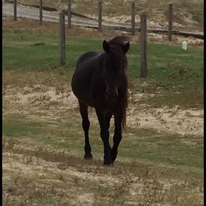 Meet your Posher, Rhonda