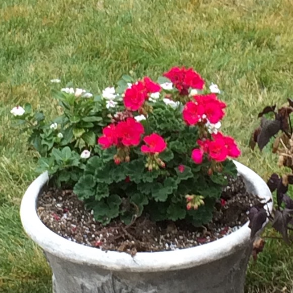 Meet your Posher, Jana - Picture 2 of 2