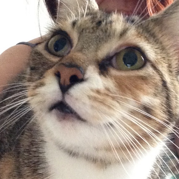 Meet your Posher, Tessa