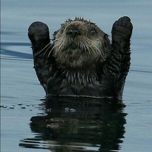 Meet your Posher, Peter