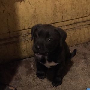 Meet your Posher, Dwight