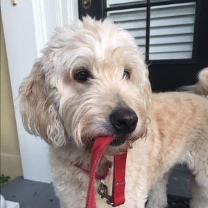 Meet your Posher, Lacey