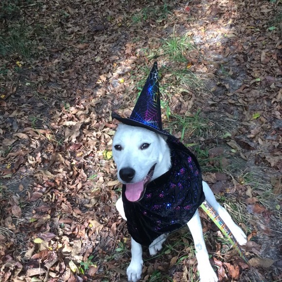 Meet your Posher, Monique - Picture 1 of 1