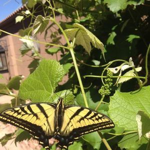 Meet your Posher, Catherine