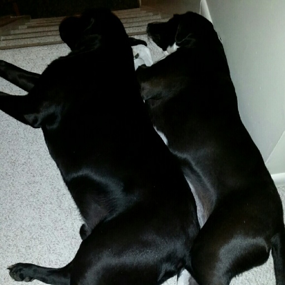 My dogs and my other sister - Picture 2 of 4