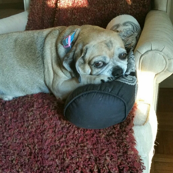 My dogs and my other sister - Picture 4 of 4