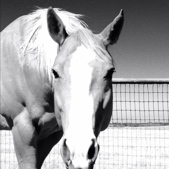 Not for sale 😜🐴 - Picture 2 of 4