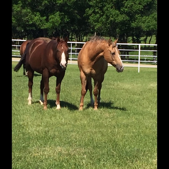 Not for sale 😜🐴 - Picture 3 of 4