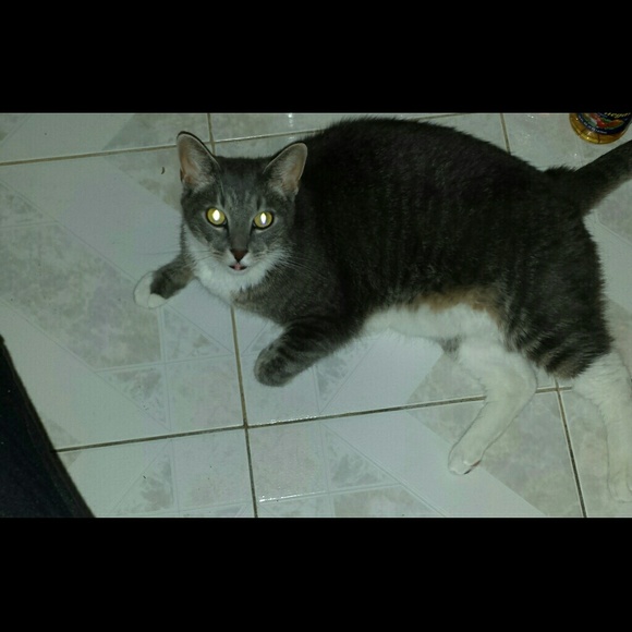 Meet your Posher, Shey - Picture 2 of 2