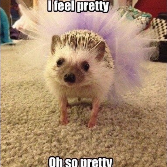 Meet your Posher, Tory