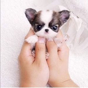 Meet your Posher, Huong