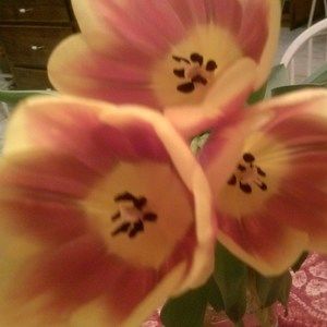 Meet your Posher, Jeanne arthur