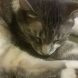 Meet your Posher, Mohammad