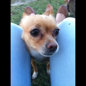 Meet your Posher, Peter