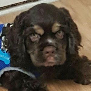 Meet your Posher, Dora