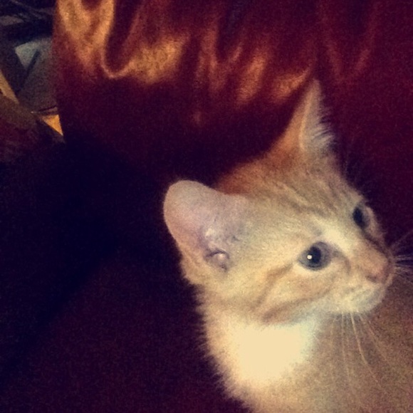 Meet your Posher, Maya
