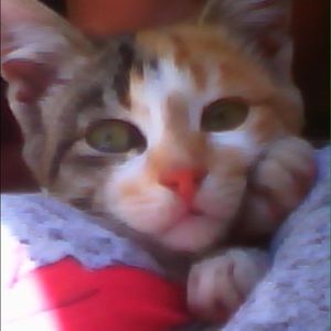 Meet your Posher, Selima