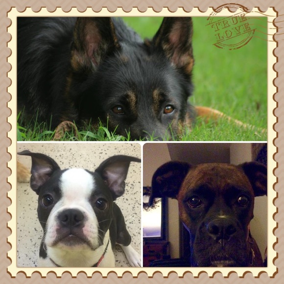 Meet your posher, Joeann👜 - Picture 3 of 3