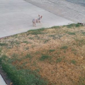 Meet your Posher, Priscilla