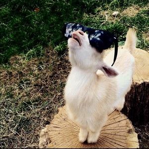 Meet your Posher, Ron