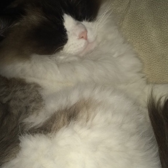 Meet your Posher, Clare - Picture 1 of 1