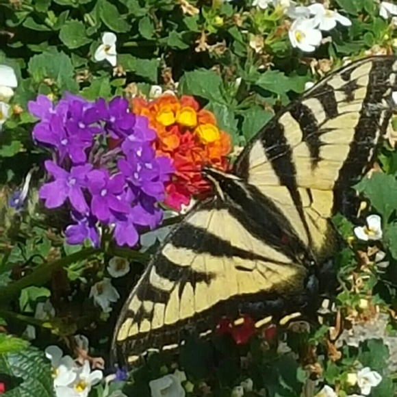 Meet your Posher, Jessica - Picture 1 of 1