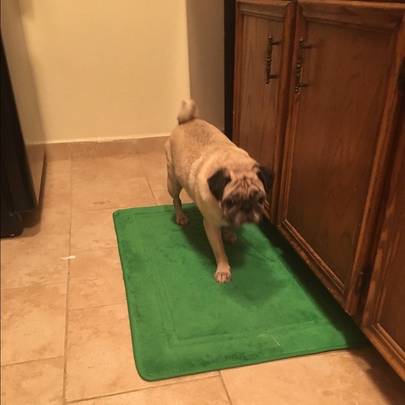 Meet your Posher, Carlie