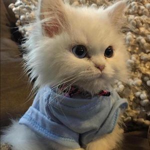 Meet your Posher, Shelby