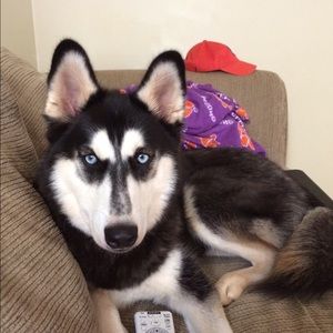 Meet your Posher, Amy