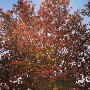 Meet your Posher, Mackenzi