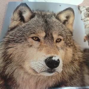 Meet your Posher, Rose