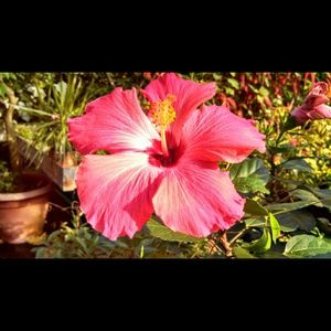 Meet your Posher, Nichole