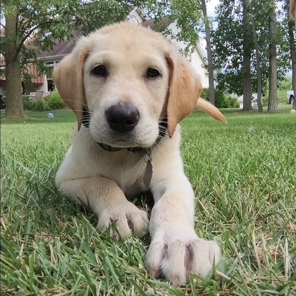 Meet your Posher, Maddy - Picture 1 of 1