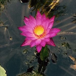 Meet your Posher, Linda