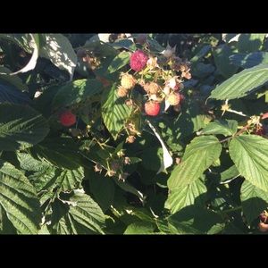 Meet your Posher, Maggie