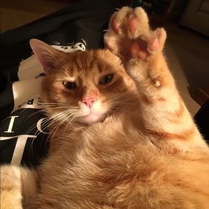 Meet your Posher, Christy