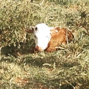 Meet your Posher, Lee