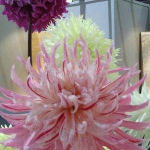 Meet your Posher, Nathaly