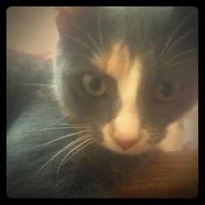 My cat