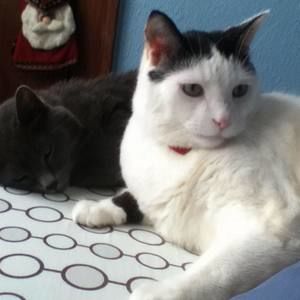 Meet your Posher, Diana