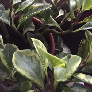 Meet your Posher, Ivy