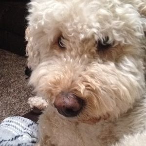 Meet your Posher, Isabelle