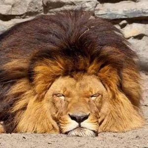 Meet your Posher, Carrington