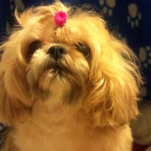 Meet your Posher, Carol