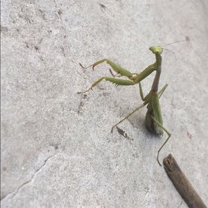 Meet your Posher, Lilly