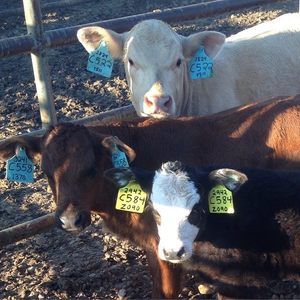 Meet your Posher, Cheyenne