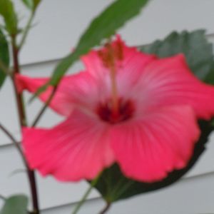 Meet your Posher, Donna