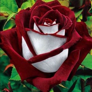 Meet your Posher, Taylin