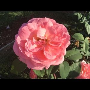 Meet your Posher, Nora