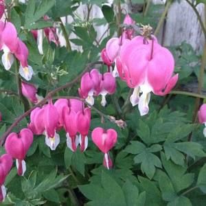 Meet your Posher, Jodi